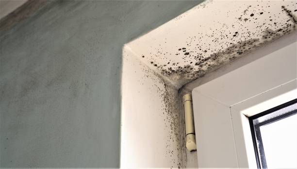 Brodhead, KY Mold Removal Company