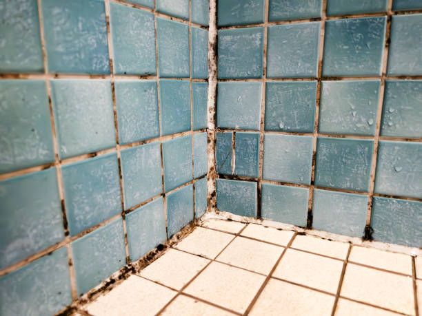 Best Attic Mold Removal  in Brodhead, KY